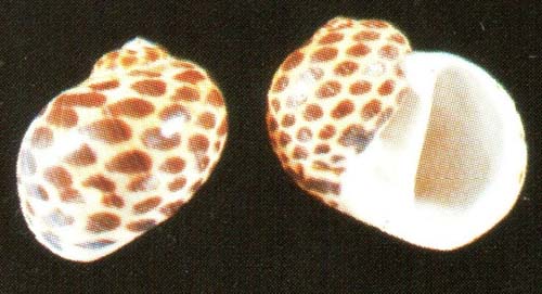 acinonyx Natica acinonyx Compenium page 106 6 pict