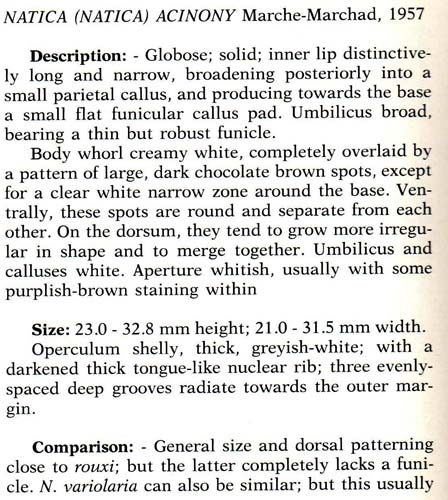 Pag 1 04 acinonix text 1