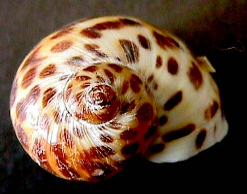 Natica acinonyx Marche Marchad 1957 top