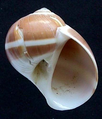 Natica vitellus Linne 1758 Philippines Siasi 003055 buik