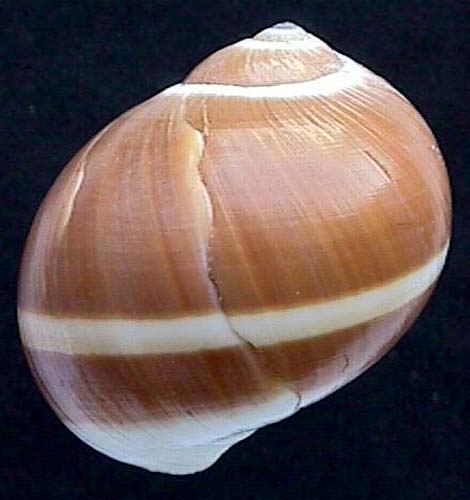 Natica vitellus Linne 1758 Philippines Siasi 003055 rug
