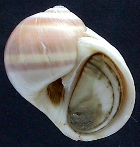Natica vitellus Linne 1758 Thailand Hua Hiu 002885 buik