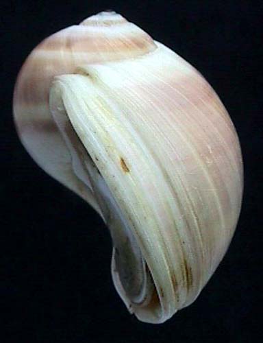 Natica vitellus Linne 1758 Thailand Hua Hiu 002885 zij