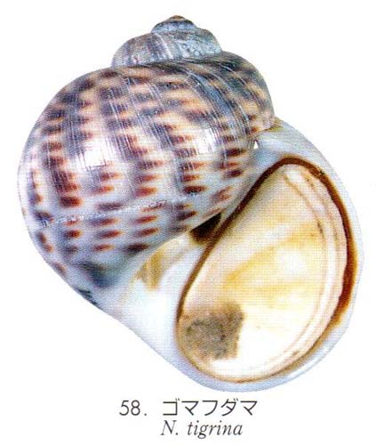 Plate 131 58 tigrina