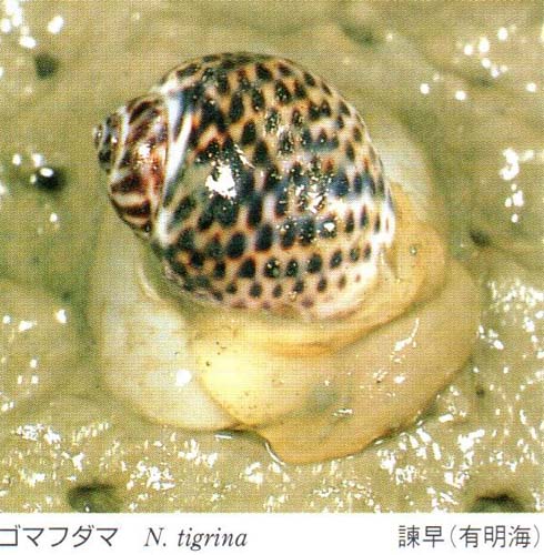 Plate 131 58 tigrina animal