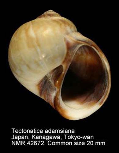 Tectonatica 20adamsiana