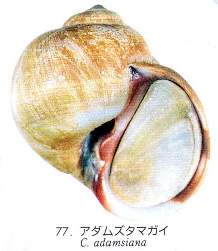 adamsiana pict