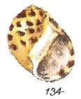 mozaica 01