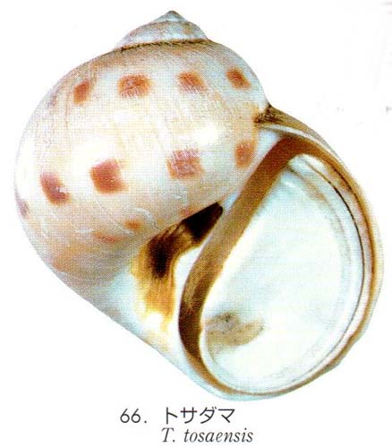 Plate 131 66 tosaensis