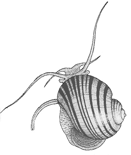 Molluscan Forum 2021